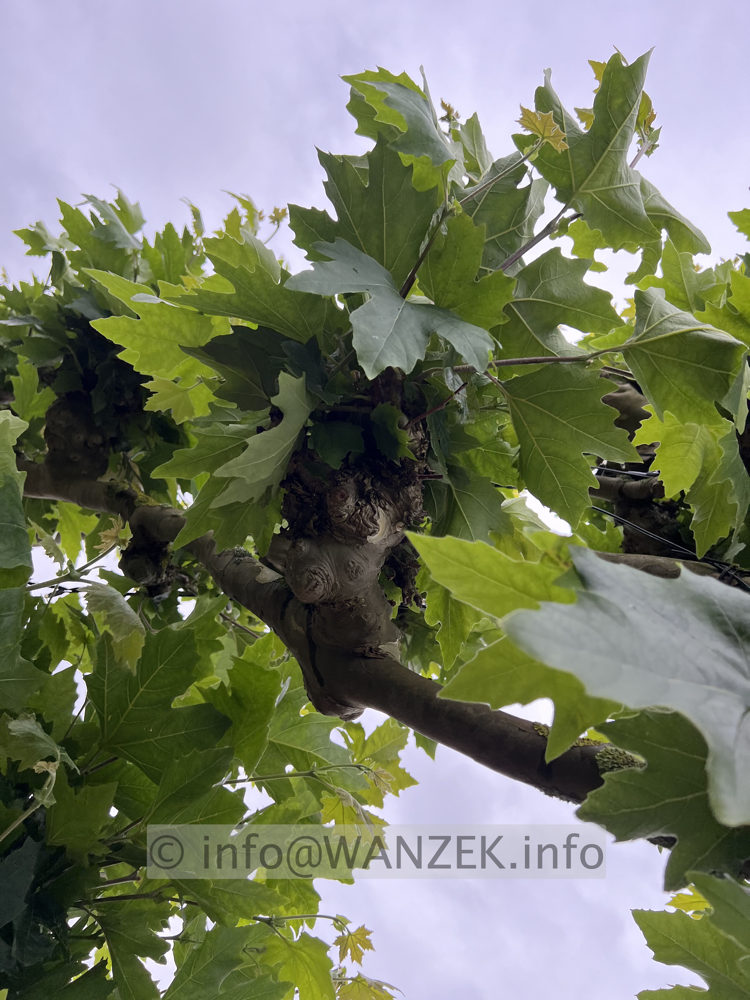 Platanus hispanica - Spalier 04.jpg